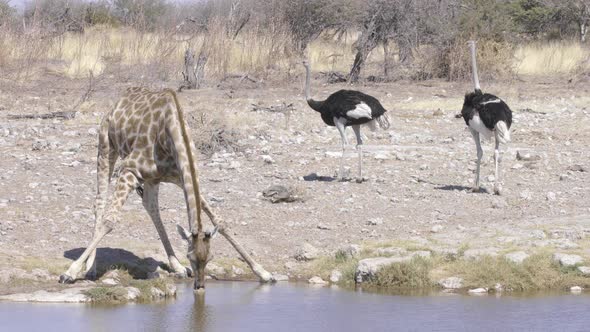 Giraffe and Ostrich