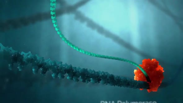 Determinants of substrate specificity in RNA-dependent nucleotidyl transferases