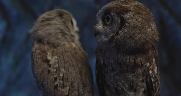 Two Baby Owls Are Looking at Each Other, One of Them Flies Away, 