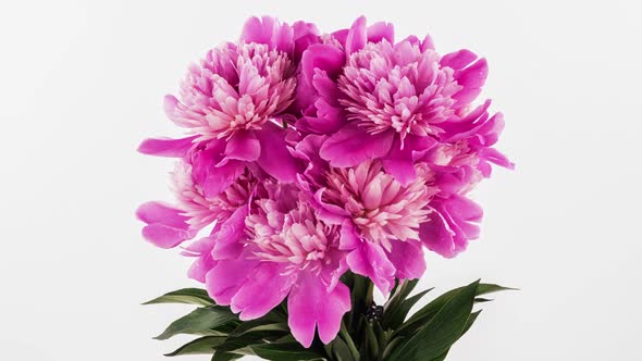 Beautiful Pink Peony Flowers Bouquet Background