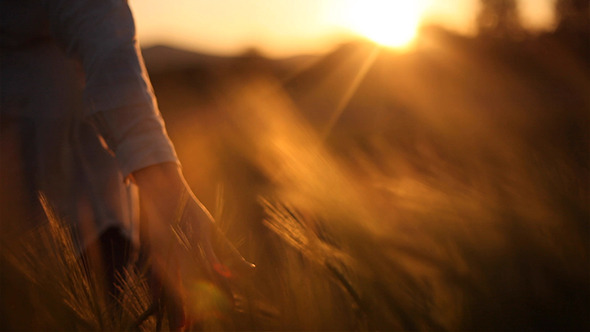 Hands on Ceral Field 6 alt