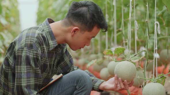 Asian Farmer Checking Melon In Organic Farms With Book. Agriculture Or Cultivation Concept