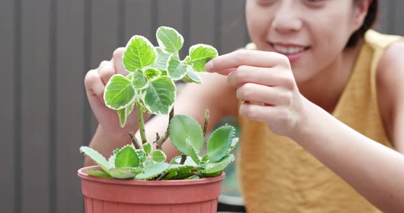 Woman watering plant 