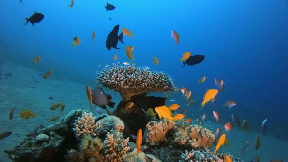 Tropical Underwater Reef