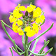 Flower & Bee - VideoHive Item for Sale