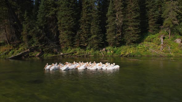 A gander of pelicans floating in a group on a river in Island park Idaho.