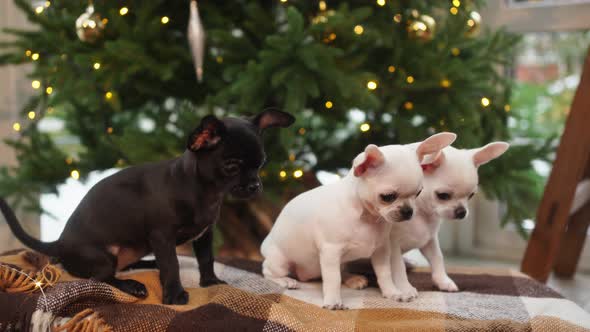 Three Chihuahua Puppies Sit on a Blanket in Front of the Christmas Tree