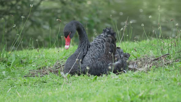 Black Swan, Cygnus Atratus. Large Waterbird Is Sitting on Grass.