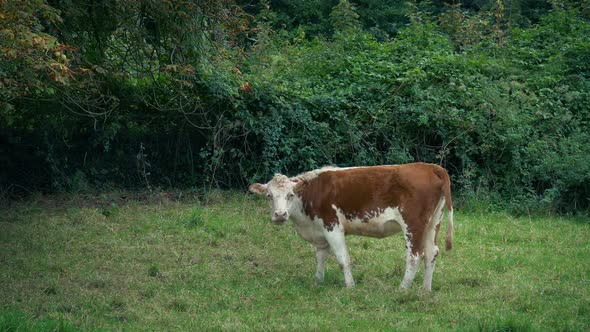 Cow In Field Grazing And Swinging Tail