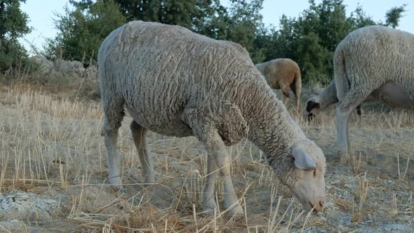 Sheep Grazing Pasture