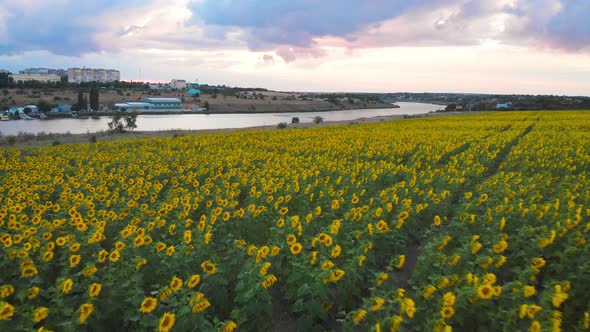 Flight Over a Field with Sunflowers Against a Background of Thunderclouds