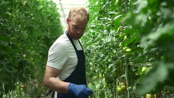 Man Worker Working with Green Tomato Plants in Hydroponic Greenhouse of Agro Company Spbd