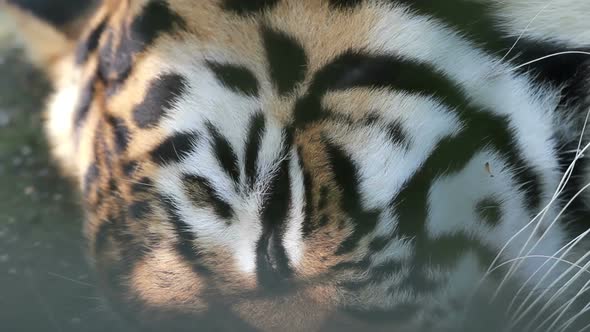 Close up face, Sleepy tiger lying on ground