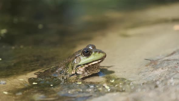 Green Frog Sits on the River Shore on Sand in Water. Portrait of Toad in Swamp