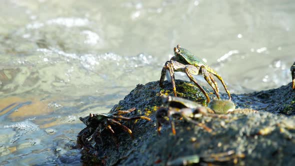 Crab on the Rock at the Beach