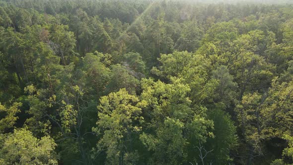 Aerial View of Trees in the Forest. Ukraine