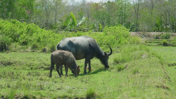 4K Cinematic wildlife footage of buffaloes in a field in slow motion on the island of Ko Klang in Kr
