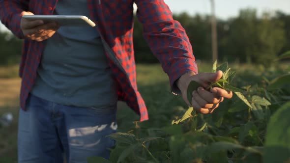 Farmer Uses a Tablet Computer on a Soy Field