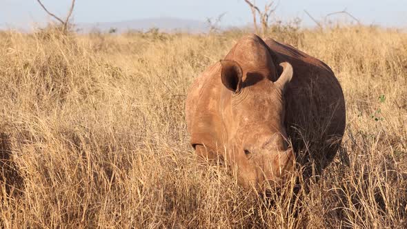 Two horn white rhinoceros eats tall savanna grass during golden hour
