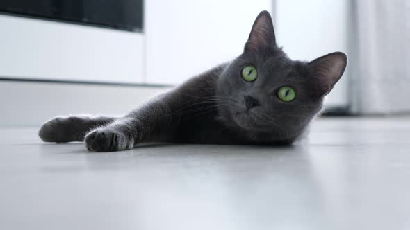 Beautiful Gray Playful Cat with Bulging Eyes Lie on the Floor