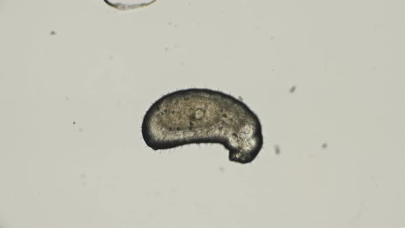 Ant Larva Monomorium Floricola, at an Early Stage of Development