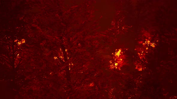 Wildfire Burns Ground in Forest alt