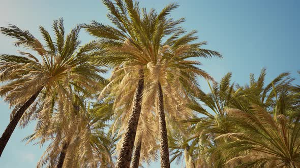 Palms at Blue Sky Background