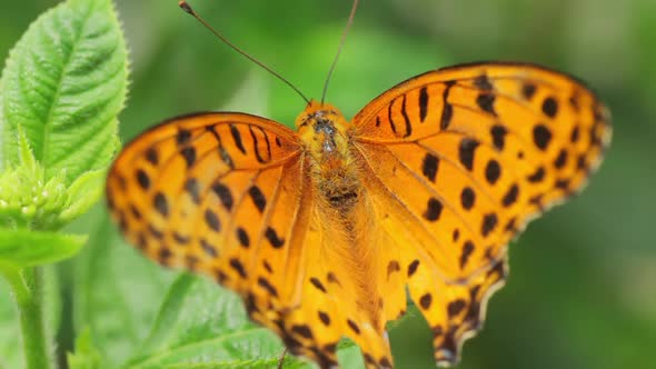 Butterfly Sitting On A Flower