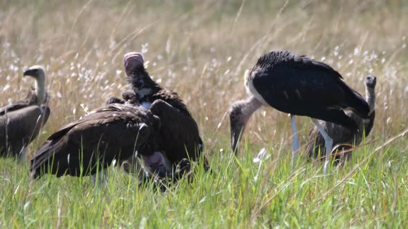Group of hooded vultures and a marabou stork around their prey