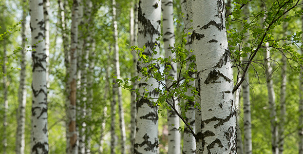 Spring Birch Trees alt