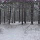 Winter Evening Forest - VideoHive Item for Sale