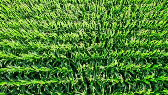 Aerial View of Corn Crops Field From Drone Point Of View