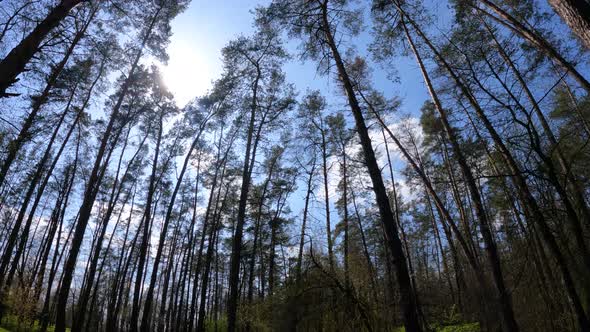 Walking Through the Forest with Pine Trees During the Day POV Slow Motion