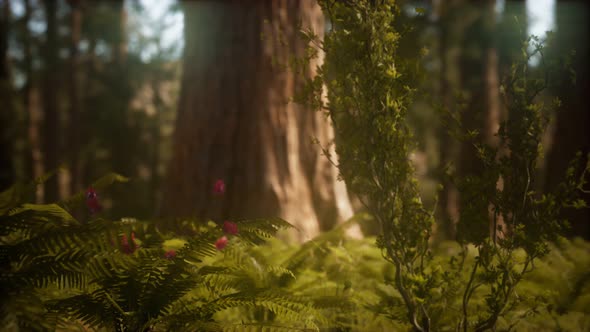 Early Morning Sunlight in the Sequoias of Mariposa Grove alt