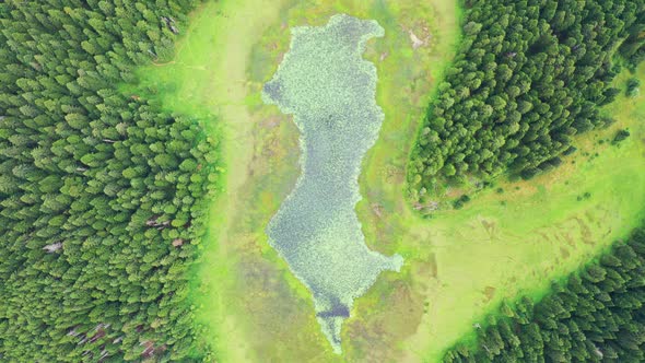 Aerial Top View on a Lake with Blooming Water Lilies and Green Pine Forest in Durmitor Montenegro
