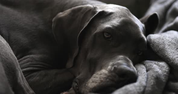 Female blue Great Dane sleeping on the couch