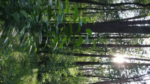 Vertical Video Aerial View Inside a Green Forest with Trees in Summer