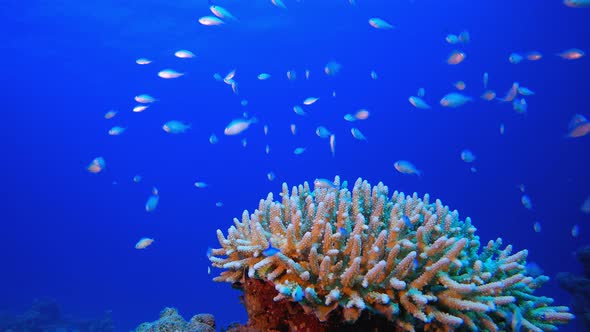 Tropical Coral Garden Life