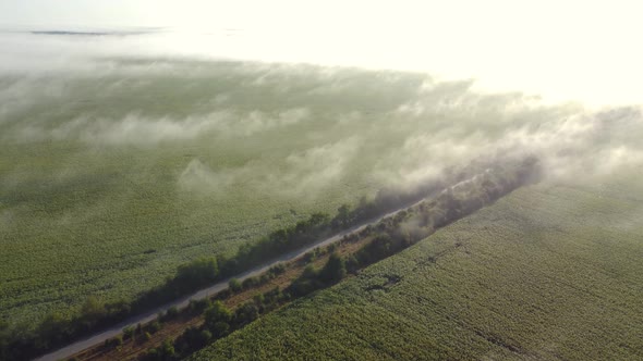 Morning Fog View From a Height on the Road Through the Fields