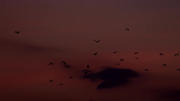 A Colony of Fox Bats Flying over the Sunset Sky, Komodo Indonesia