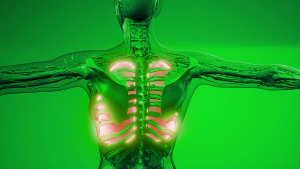 Human Lungs Radiology Exam