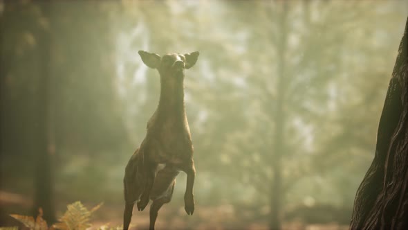 Extreme Slow Motion Deer Jump in Pine Forest