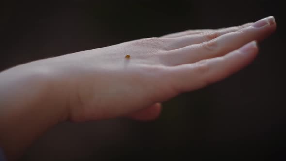 Ladybug on hand