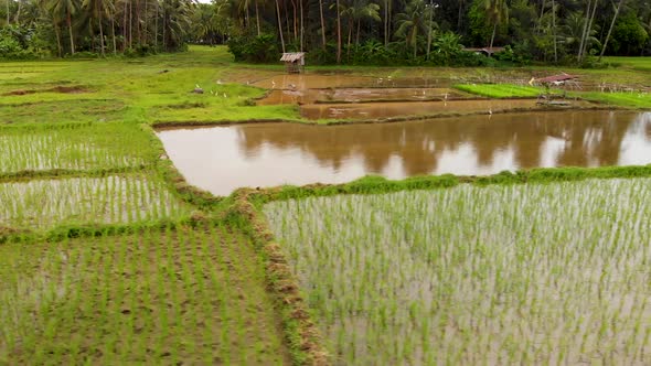 4K drone aerial footage flying over a poor traditional rice paddy in Asia showing the green stalks o