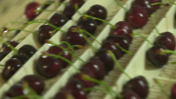 Cherry Factory. Close up, packing, choosing, washing cherries