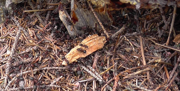 Ant Colony In A Stub