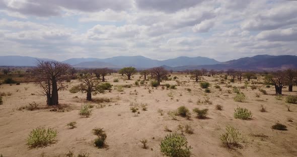 Aerial shot flying above cattle herd at a dry savannah desert in Tanzania, Africa. 4K