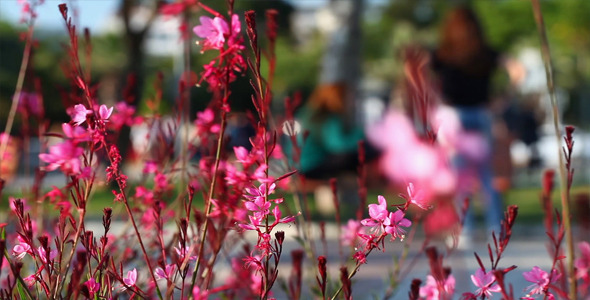 Red Flowers and Blurry People 2 alt