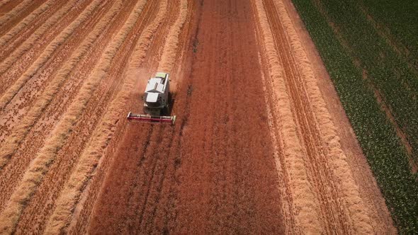 Industrial combine riding along agriculture wheat field and collecting ripe wheat crop