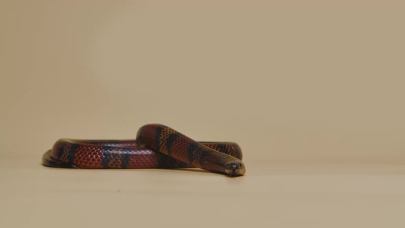 Sinaloan Milk Snake Lampropeltis Triangulum Sinaloae in the Studio on a Beige Background